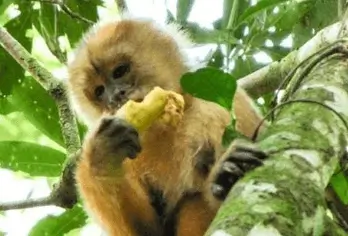 Tambopata 2D1N Jungle Tour