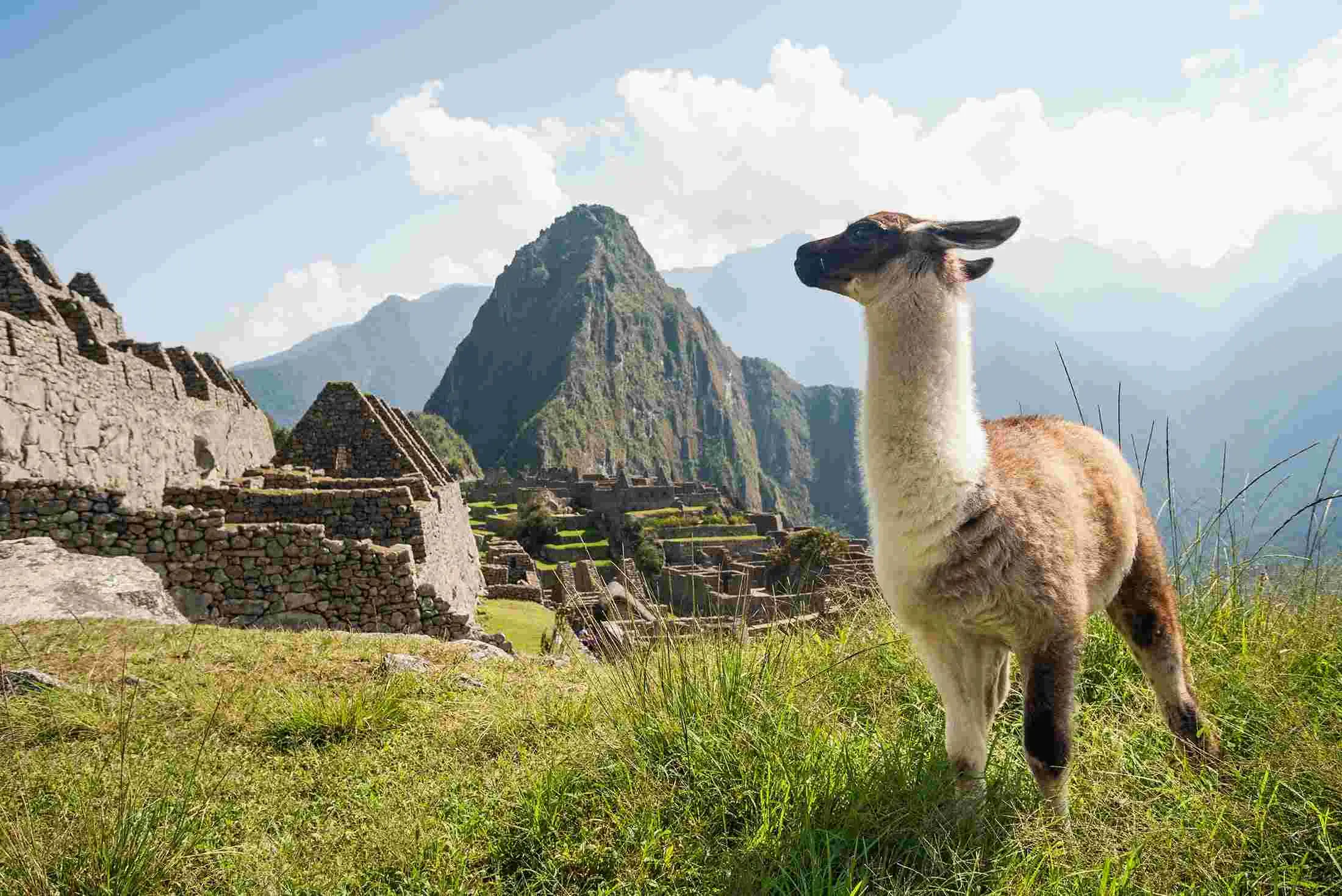 Llamas in Machu Picchu